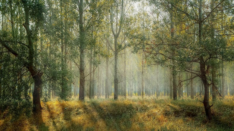 Enchanted Forest Setting